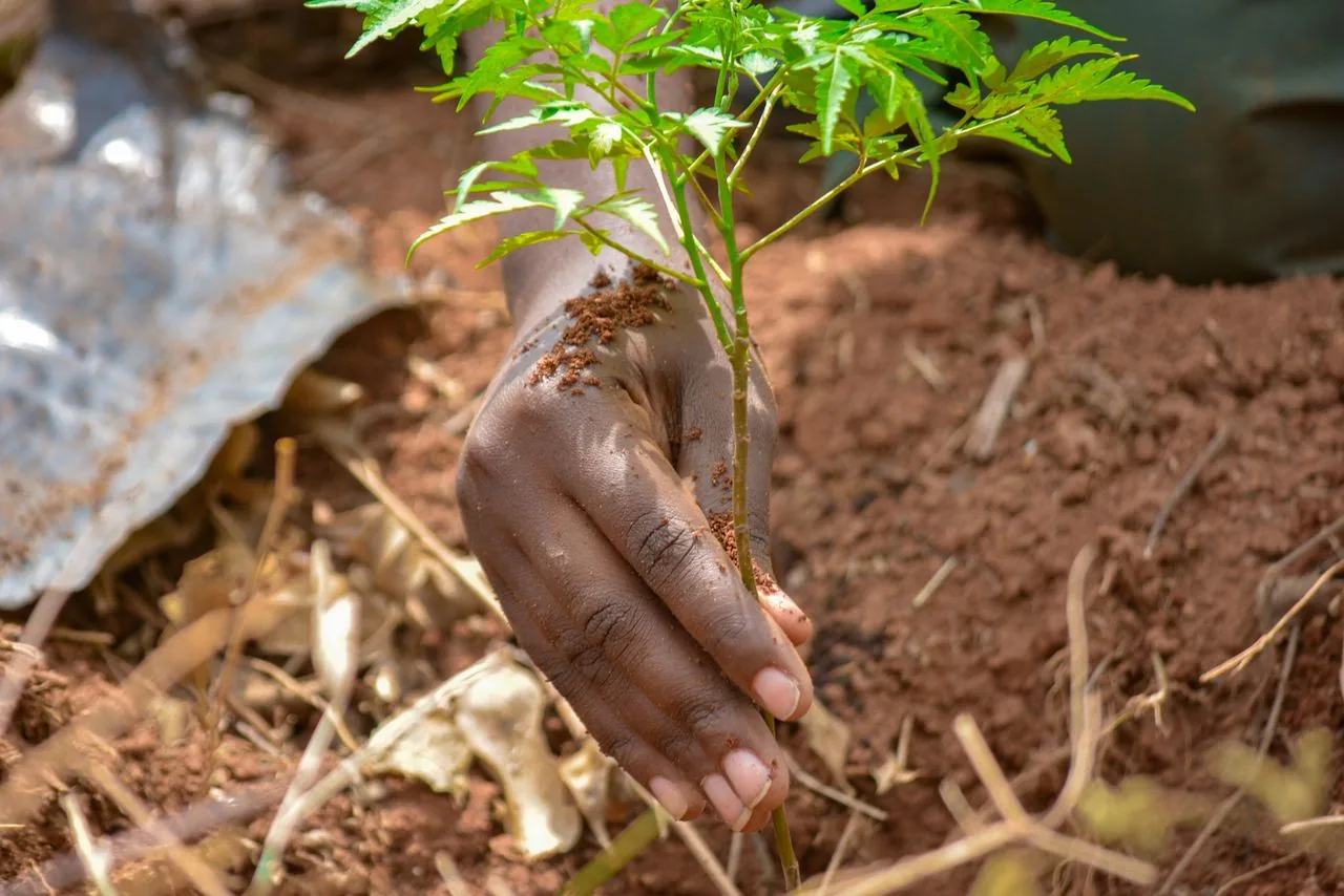 Un jeune arbre planté dans un jardin
